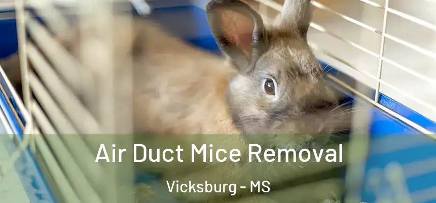 Air Duct Mice Removal Vicksburg - MS